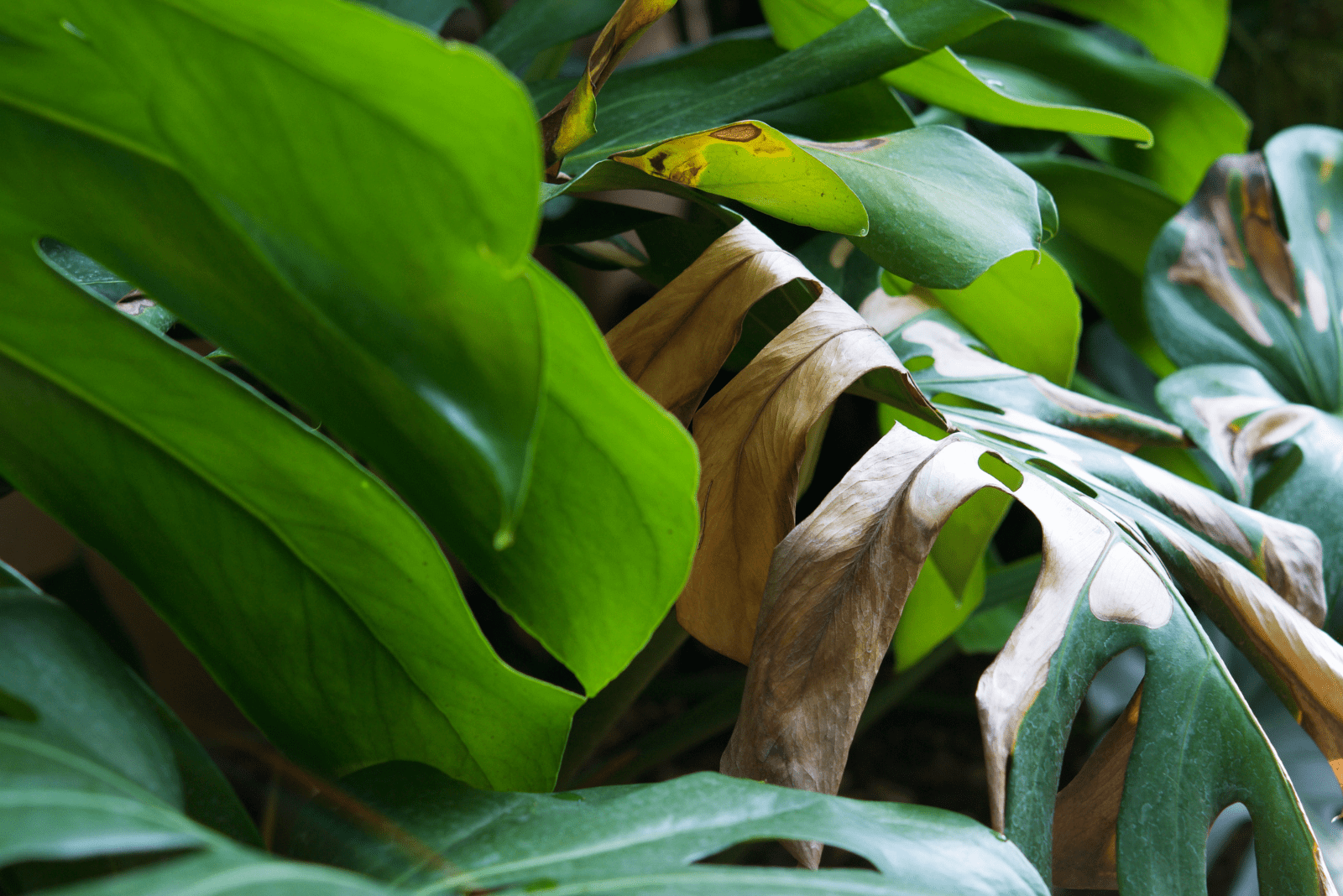 yellow and dry leaves of Monstera