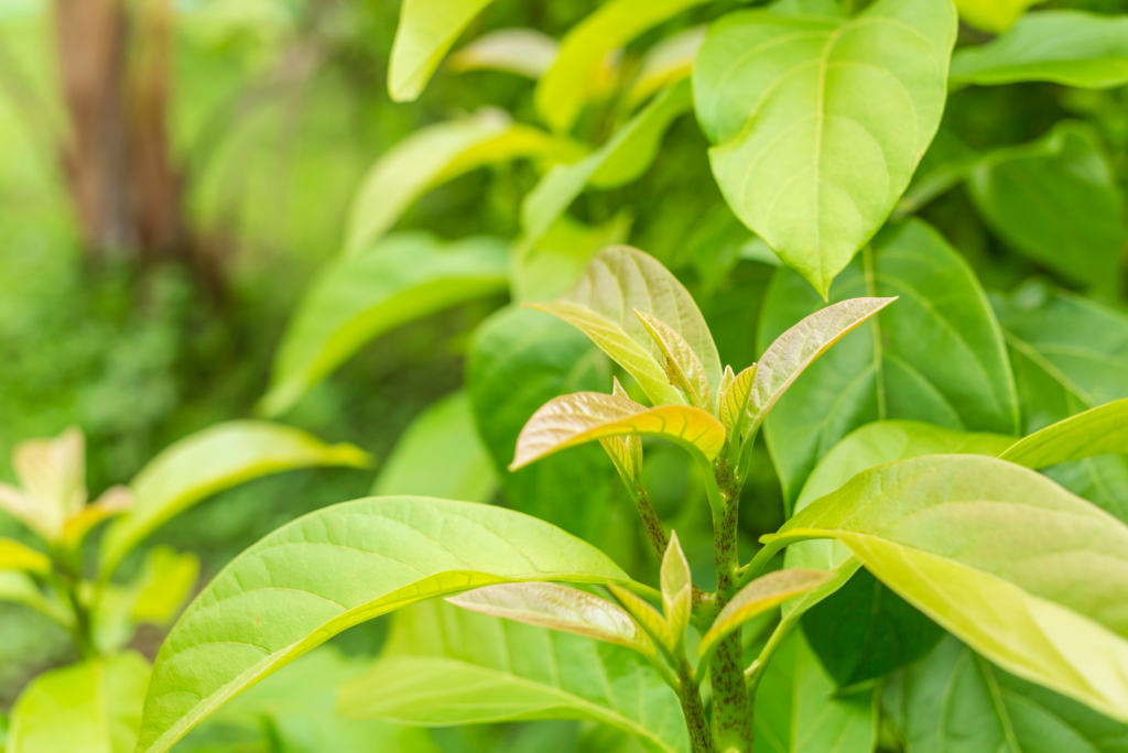 Annoying Avocado Leaf Problems And How To Fix Them