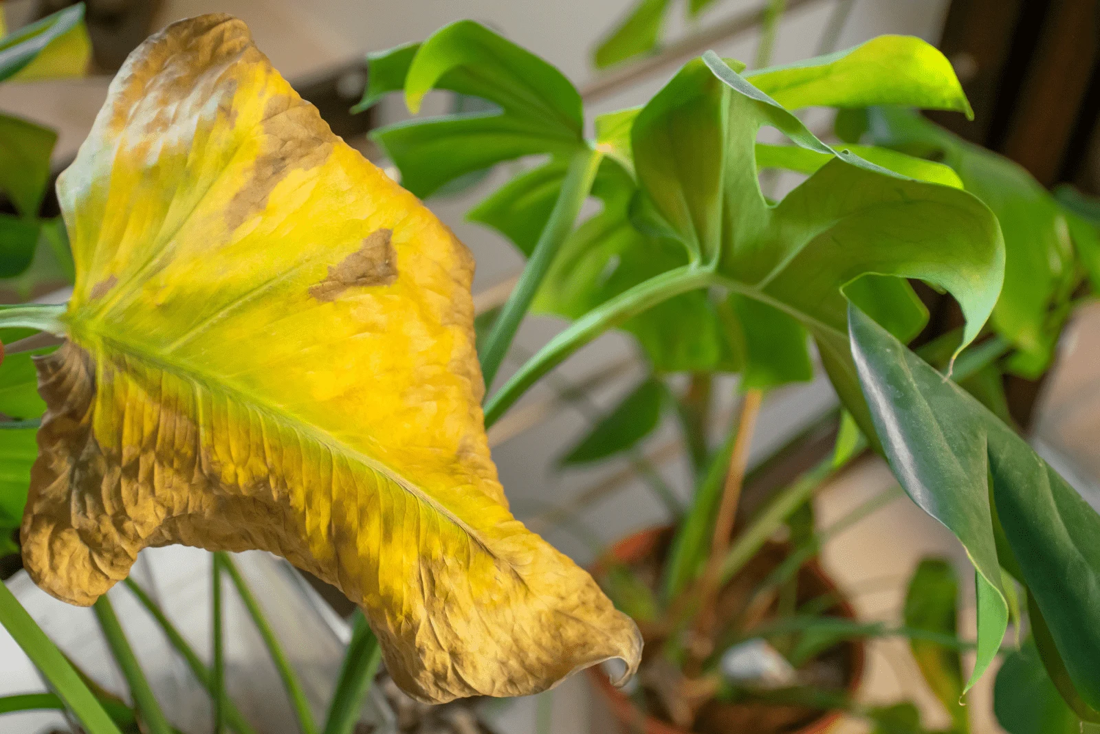 yellow leaf of Monstera