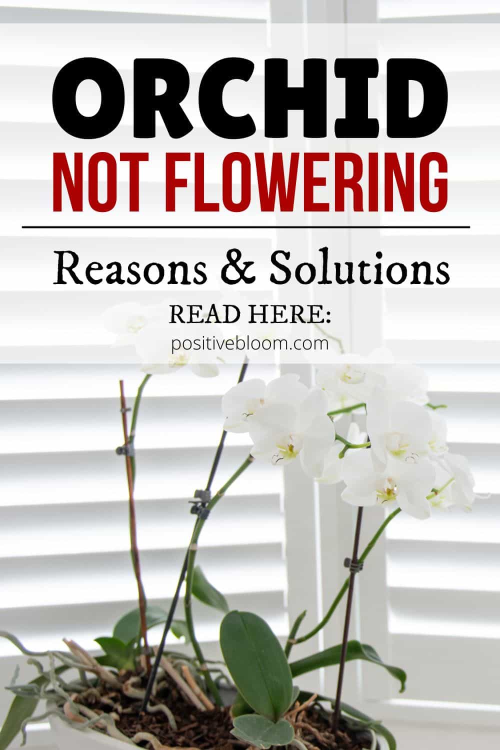 10 Common Reasons And Solutions For An Orchid Not Flowering Pinterest
