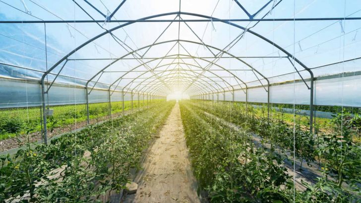 10 Options For The Best Greenhouse Irrigation System
