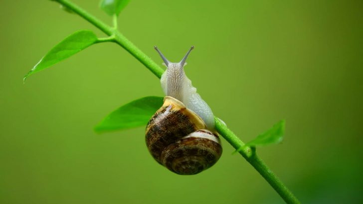 13 Helpful Ways To Get Rid Of Snails In Garden