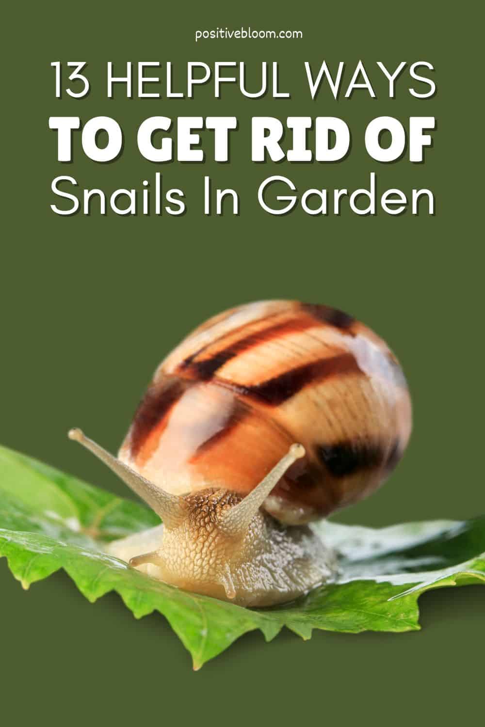 13 Helpful Ways To Get Rid Of Snails In Garden Pinterest