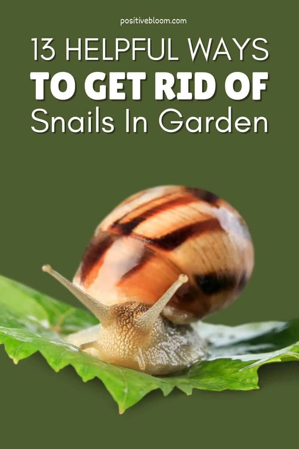 13 Helpful Ways To Get Rid Of Snails In Garden