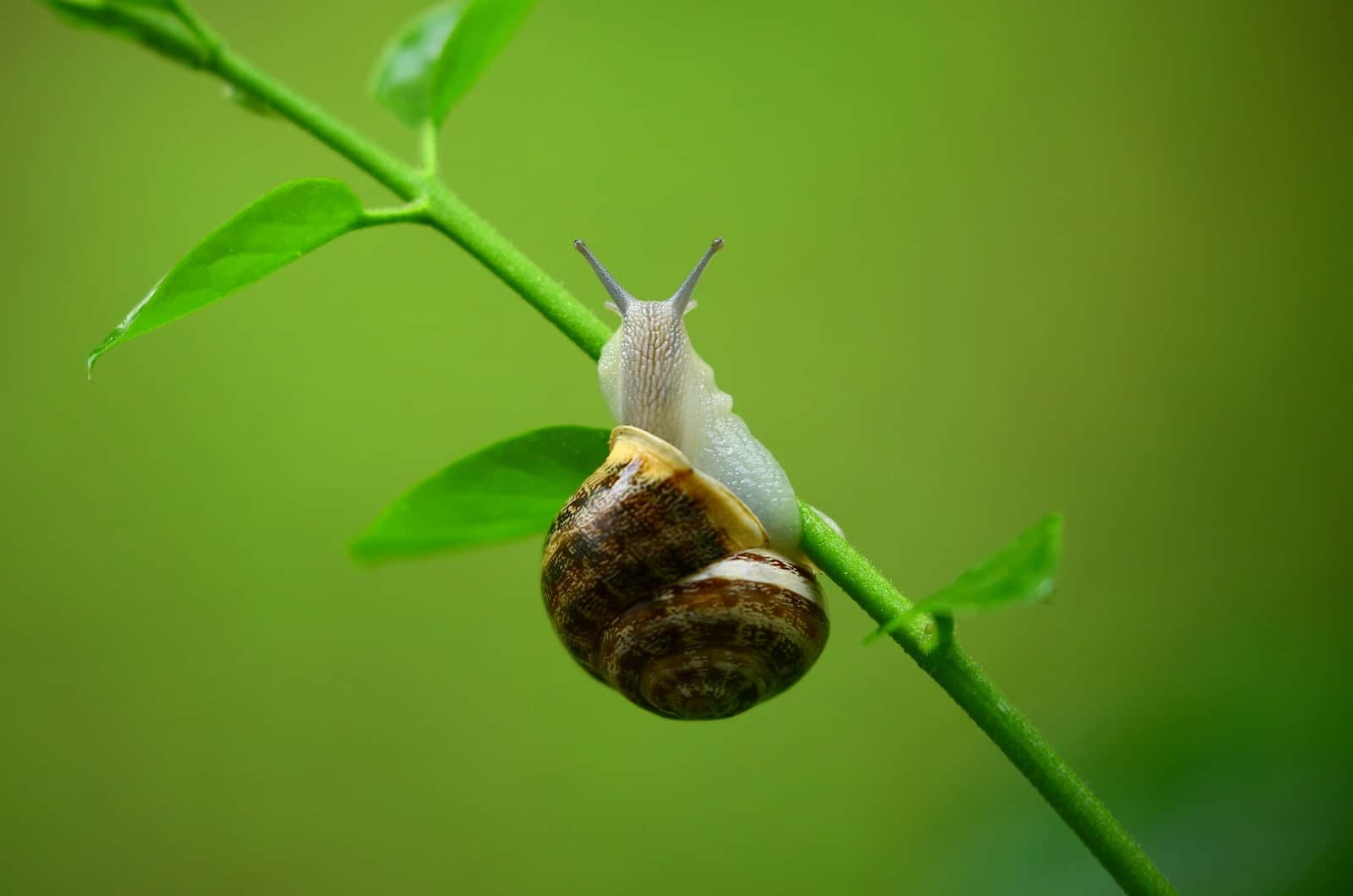 13 Helpful Ways To Get Rid Of Snails In Garden