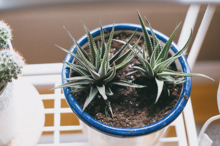 Haworthia plant in pot on table