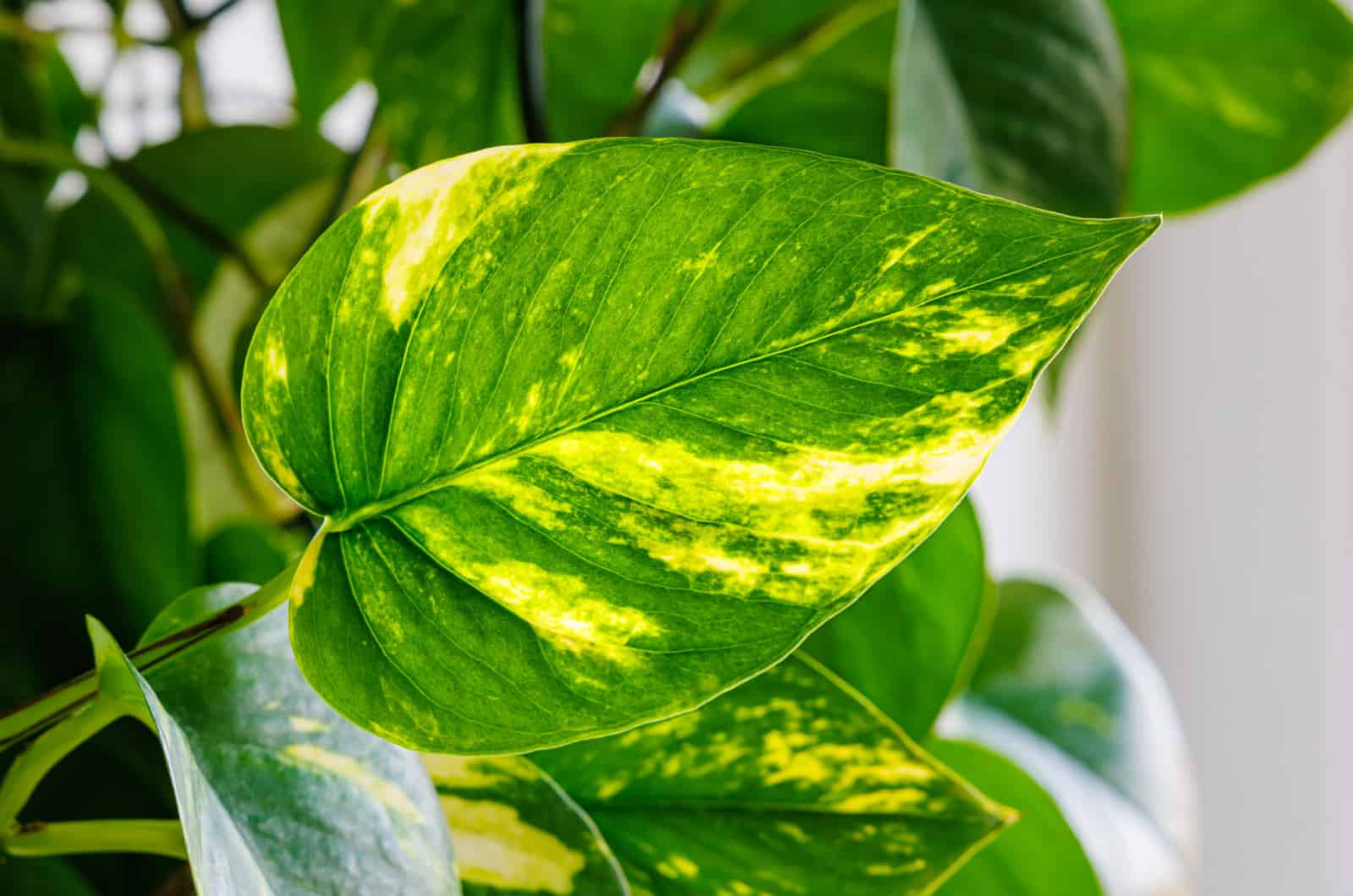 19 Different Types Of Pothos That Are Simply Breathtaking