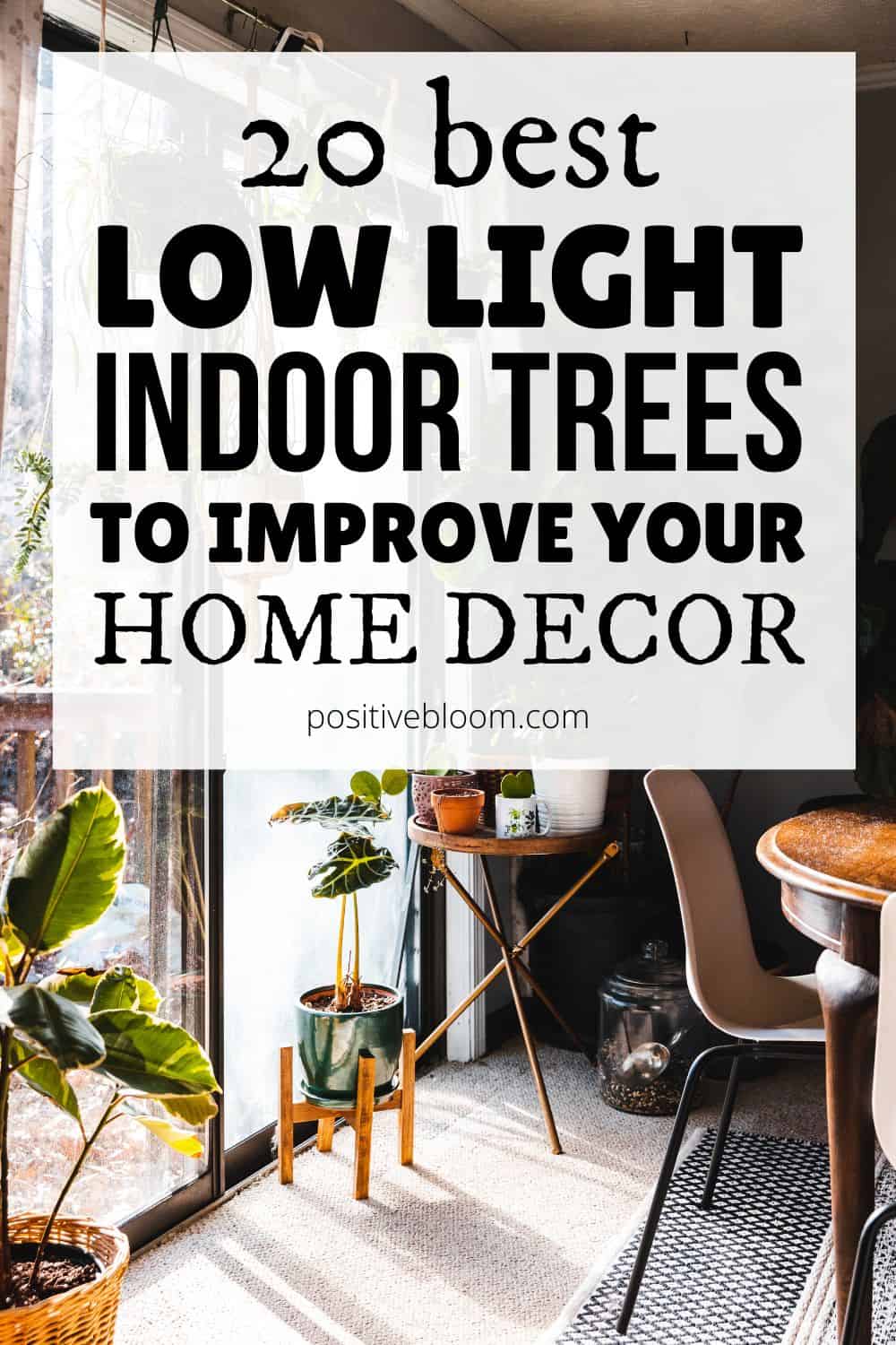 20 Best Low Light Indoor Trees To Improve Your Home Decor Pinterest
