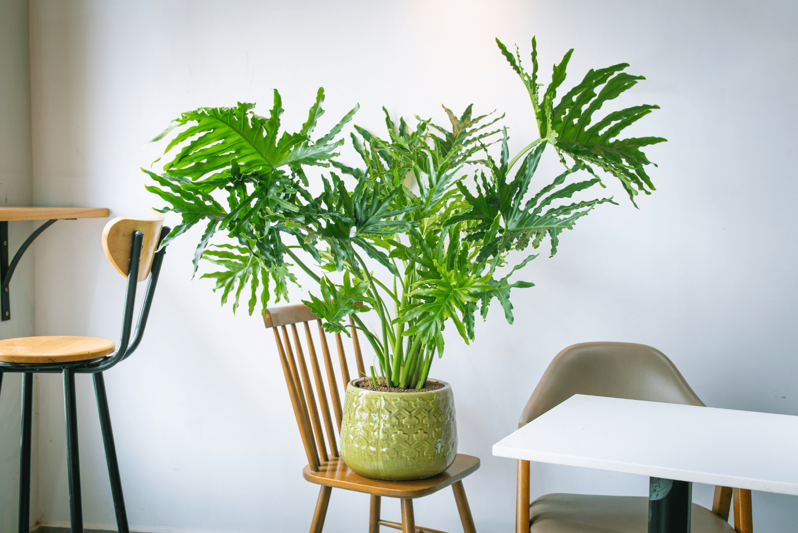 20 Best Low Light Indoor Trees To Improve Your Home Decor