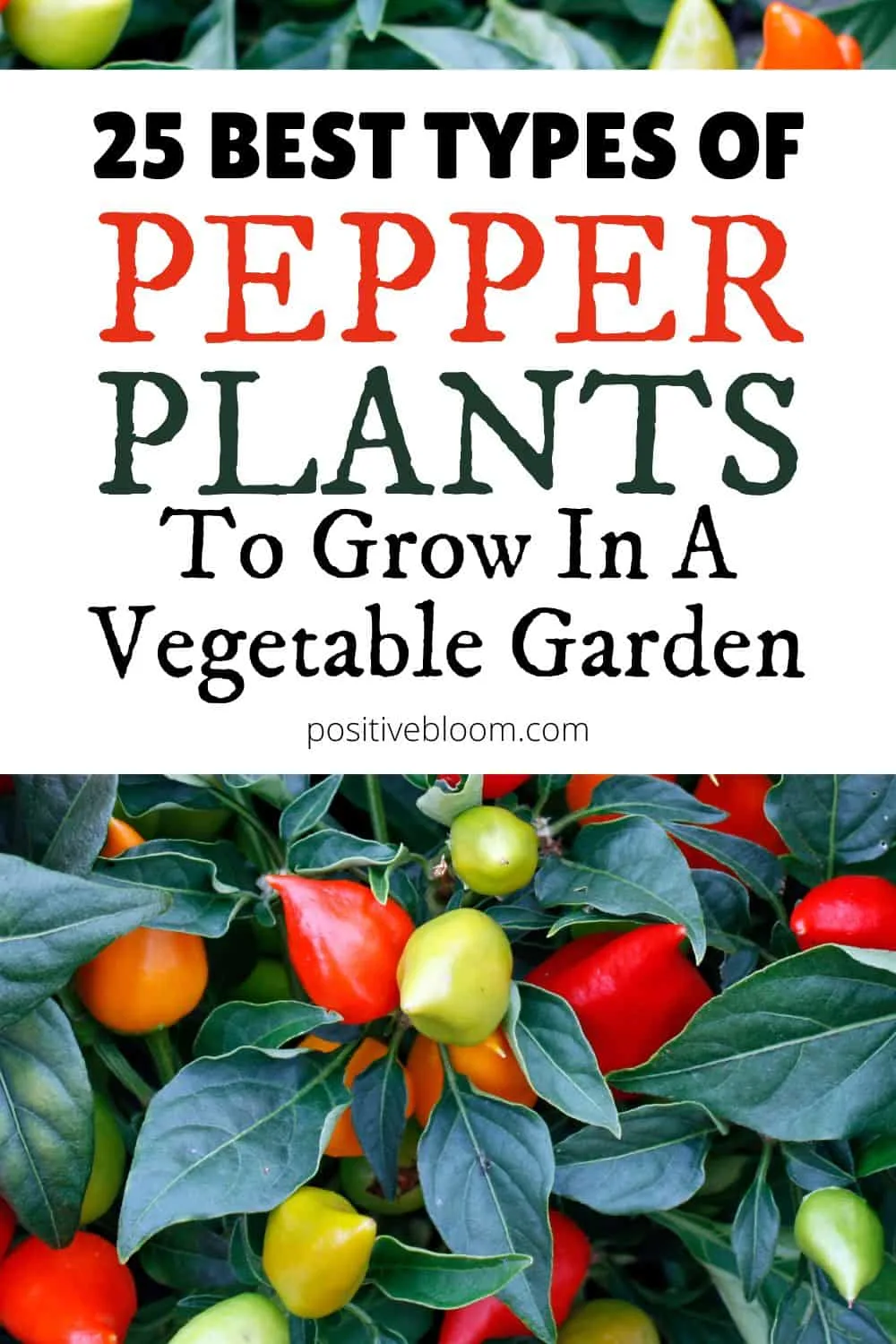 25 Best Types Of Pepper Plants To Grow In A Vegetable Garden