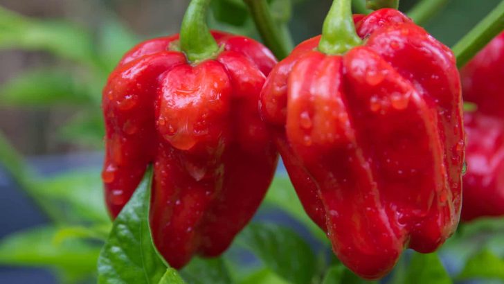 25 Best Types Of Pepper Plants To Grow In A Vegetable Garden