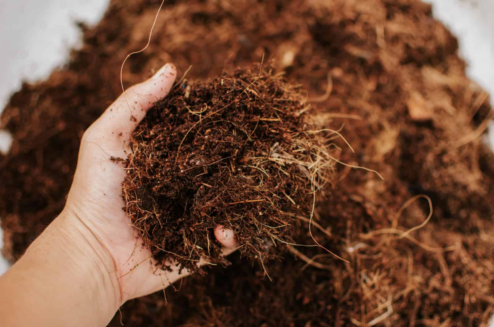 4 Things About Coco Coir Hydroponics Growing + Pros And Cons