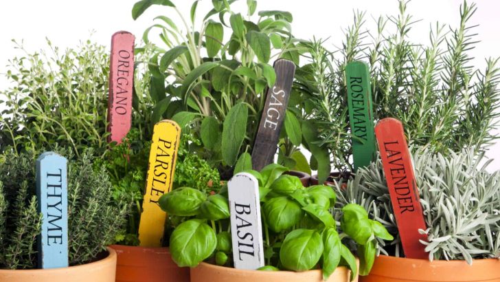 40 Plant Herb Companion Planting Chart And Their Benefits