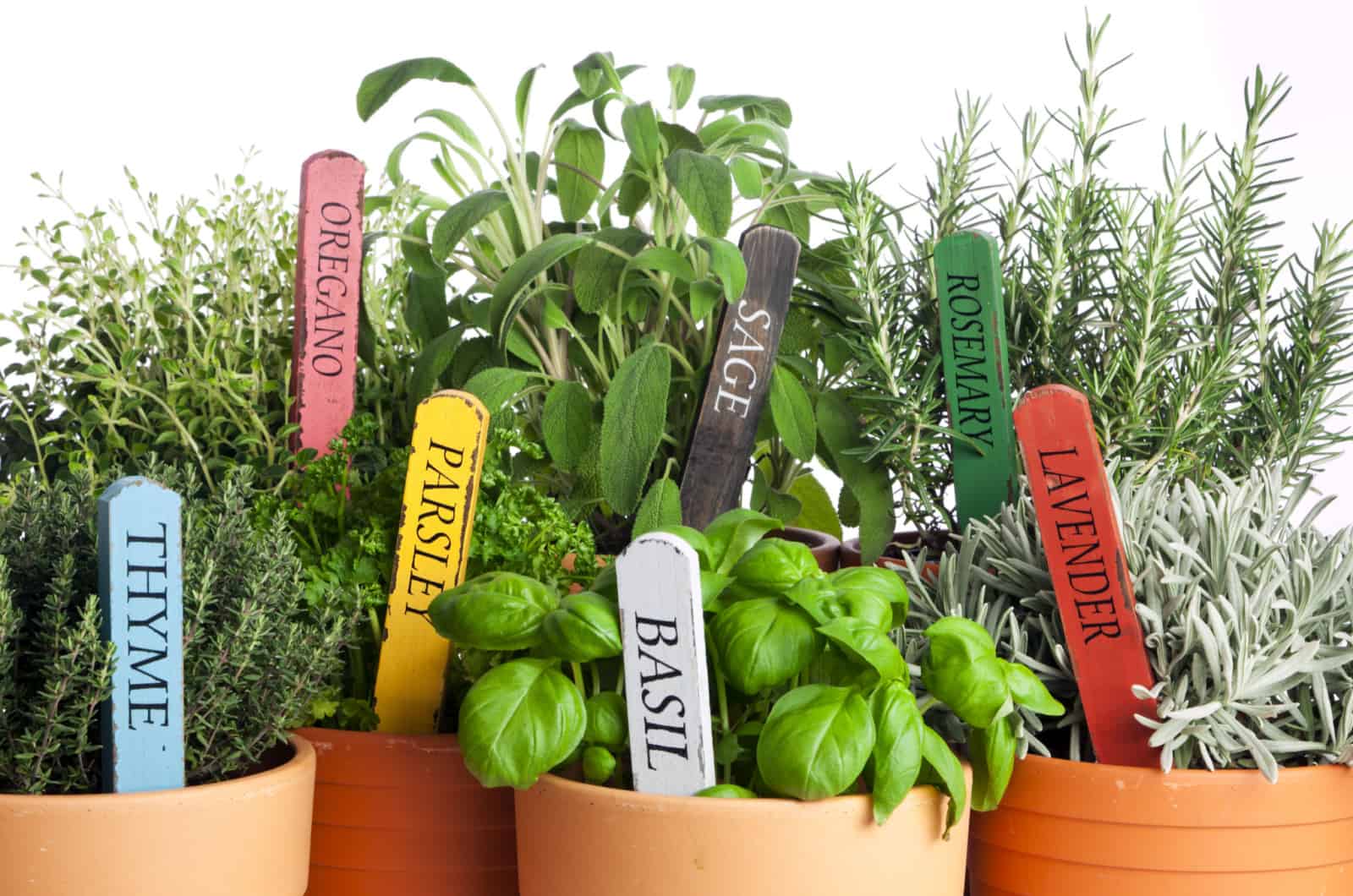 40 Plant Herb Companion Planting Chart And Their Benefits