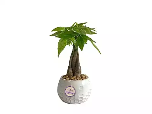 Hallmark Money Tree