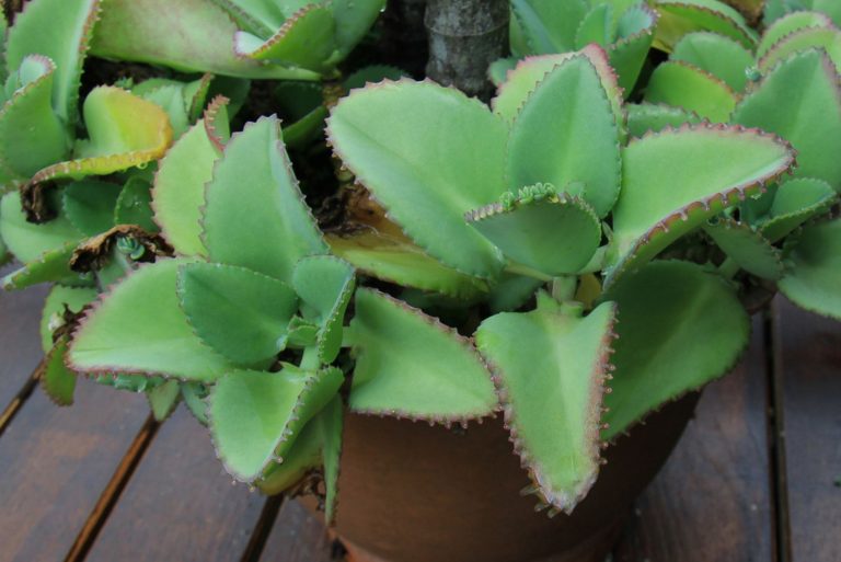 mother of thousands plant