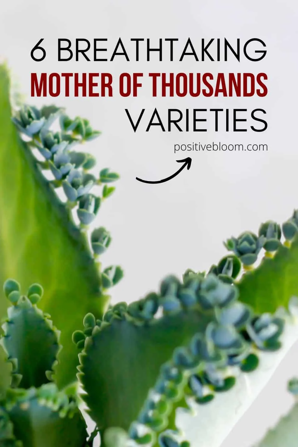 6 Breathtaking Mother Of Thousands Varieties Pinterest