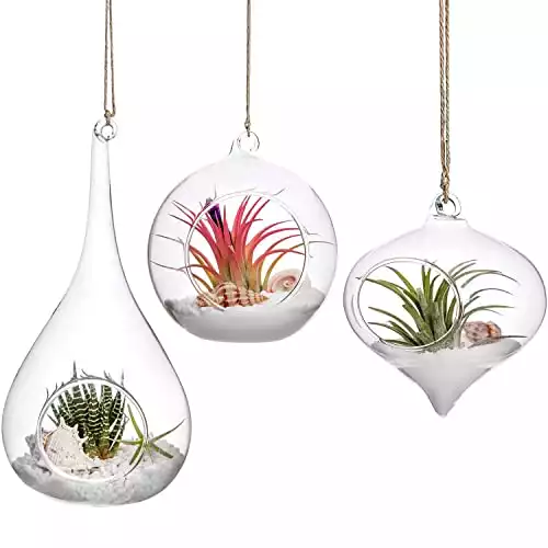 Mkono 3 Pack Glass Hanging Planter Air Fern Holder Terrarium