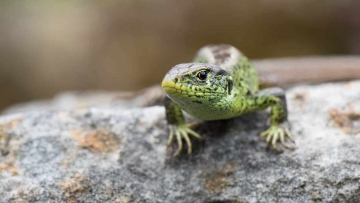 8 Lizard Repellent Plants To Grow In Your Outdoor Garden