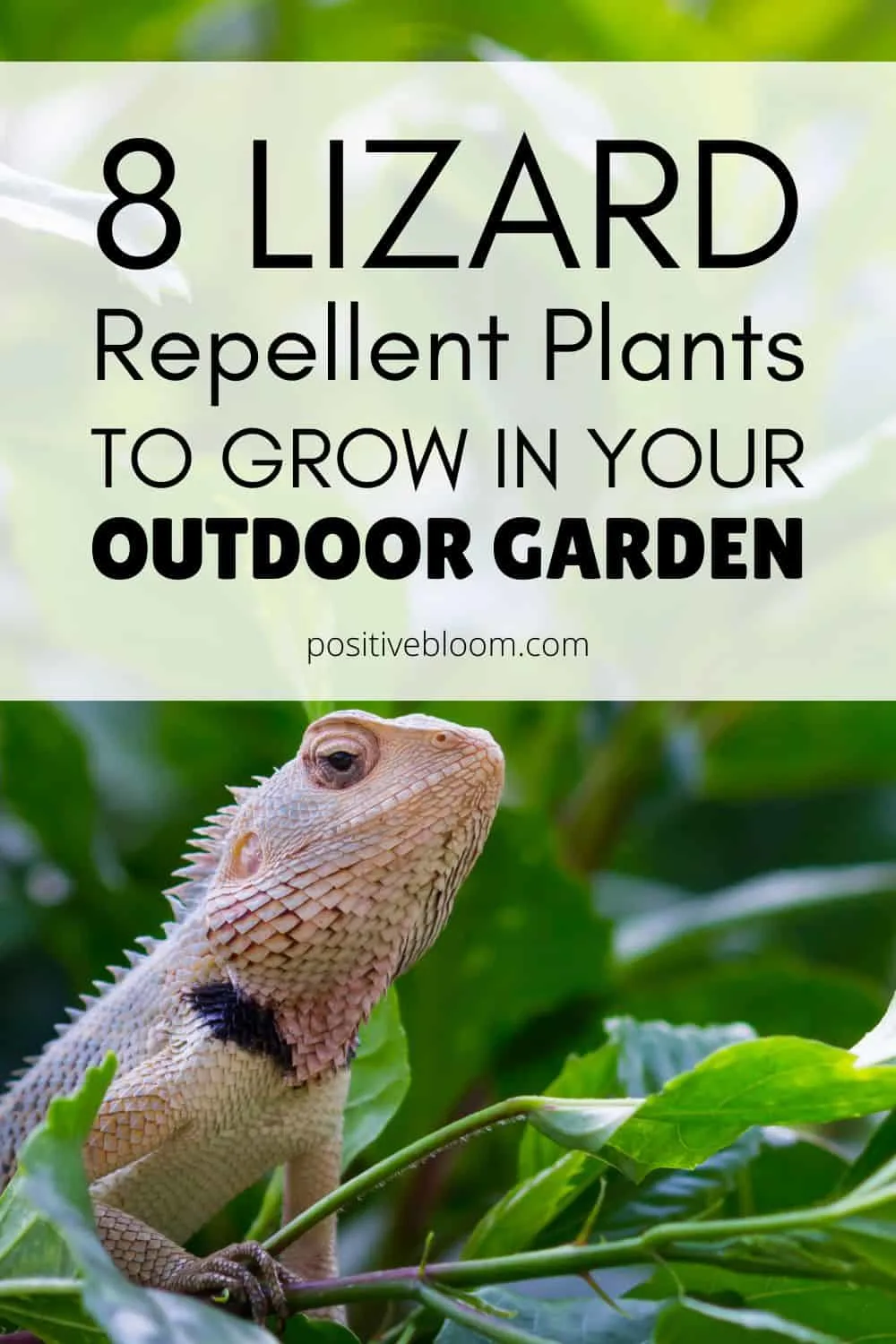 8 Lizard Repellent Plants To Grow In Your Outdoor Garden Pinterest