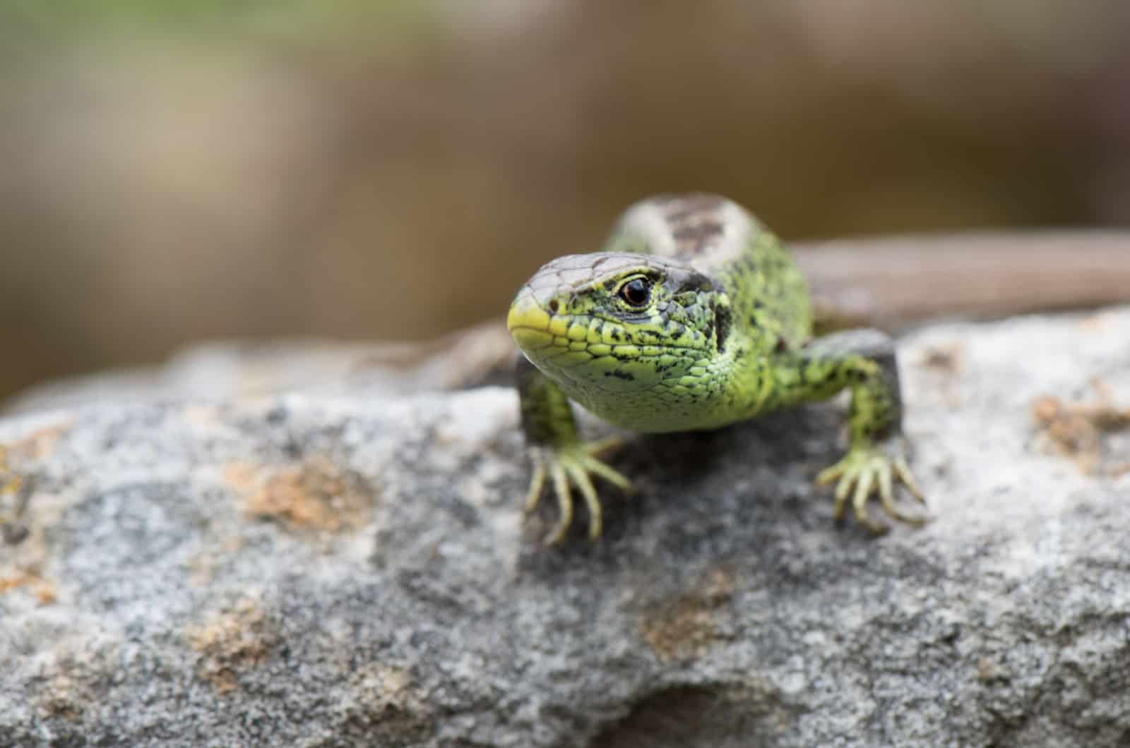 8 Lizard Repellent Plants To Grow In Your Outdoor Garden