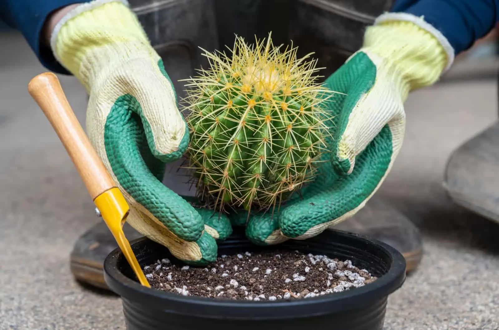 person using gloves to hold cactus