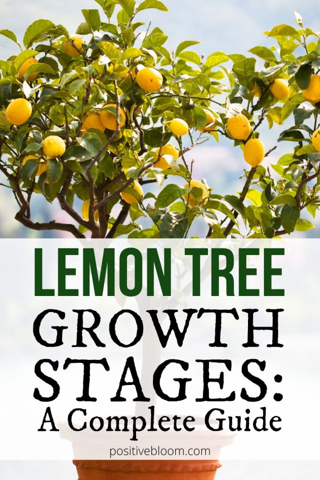 A Complete Guide Through The Lemon Tree Growth Stages