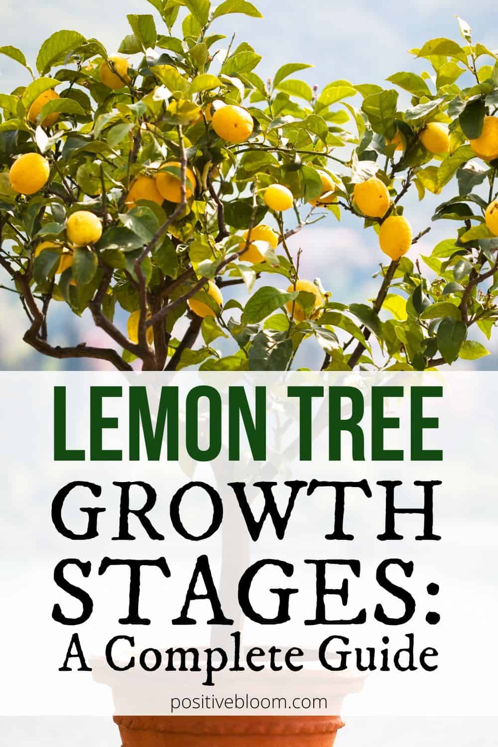 A Complete Guide Through The Lemon Tree Growth Stages