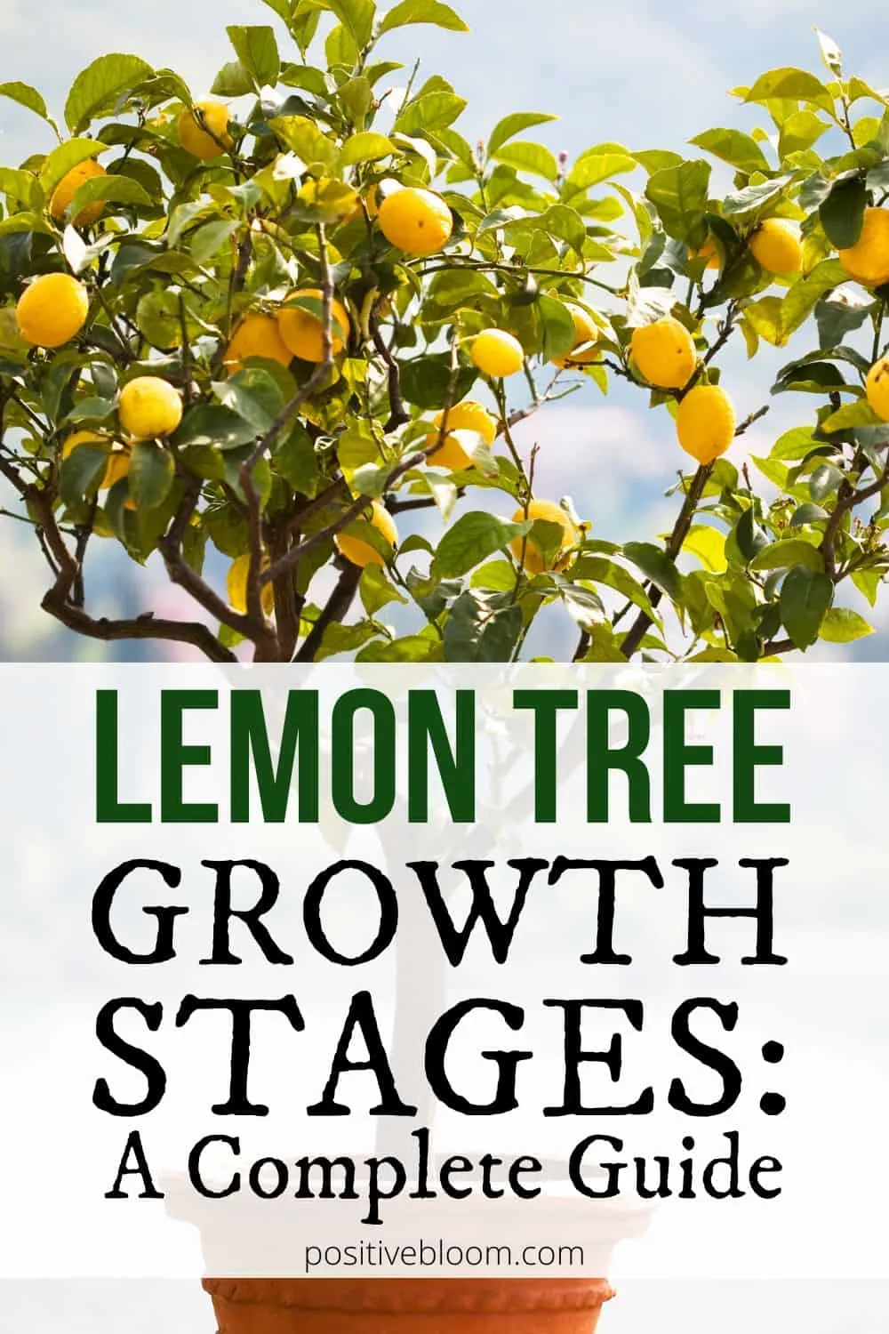 Lemon Growth Chart