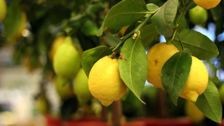 A Complete Guide Through The Lemon Tree Growth Stages