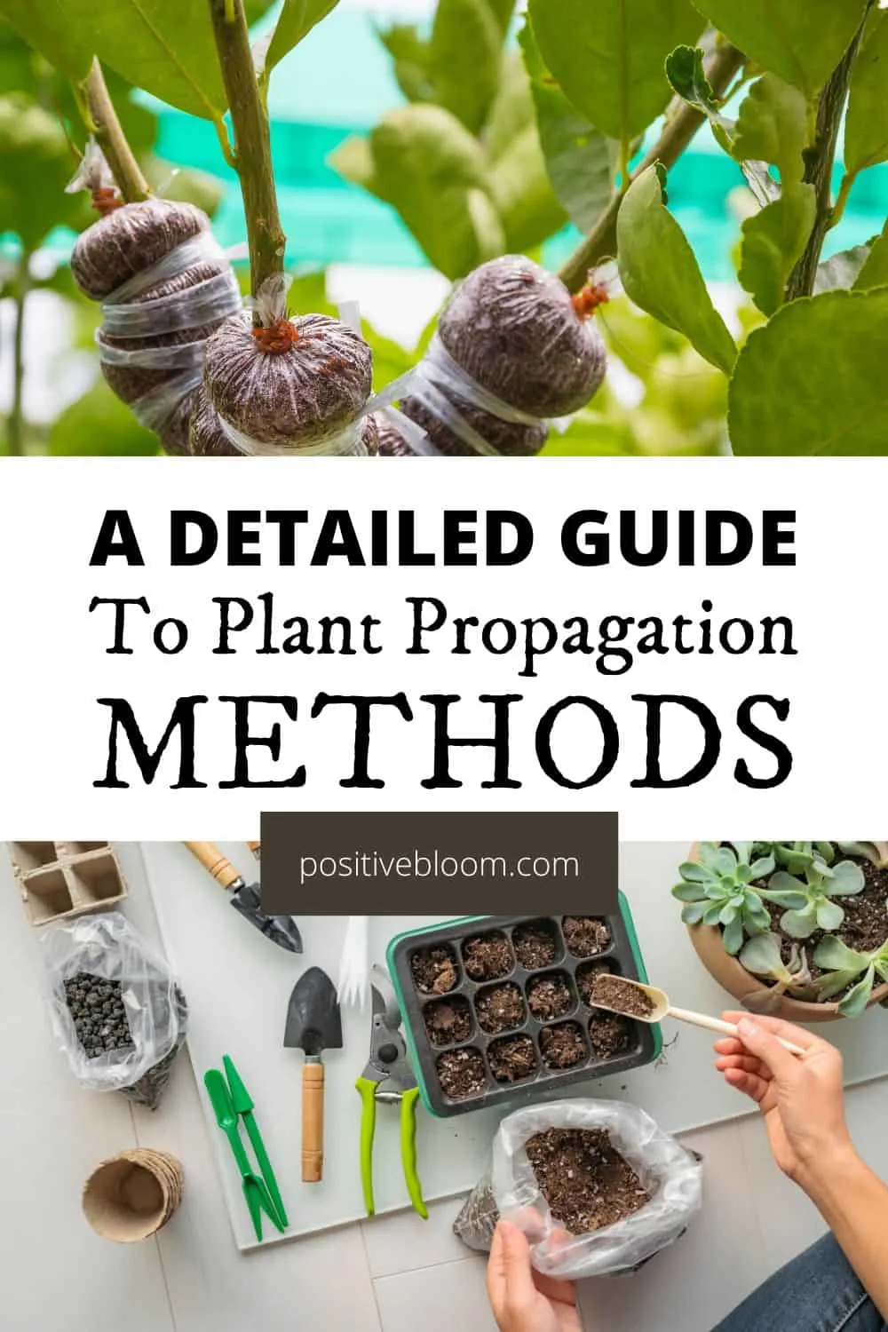A Detailed Guide To Plant Propagation Methods Pinterest