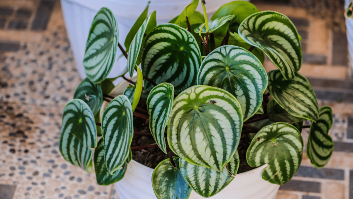 A List Of Absolutely Stunning Peperomia Varieties For Your Home