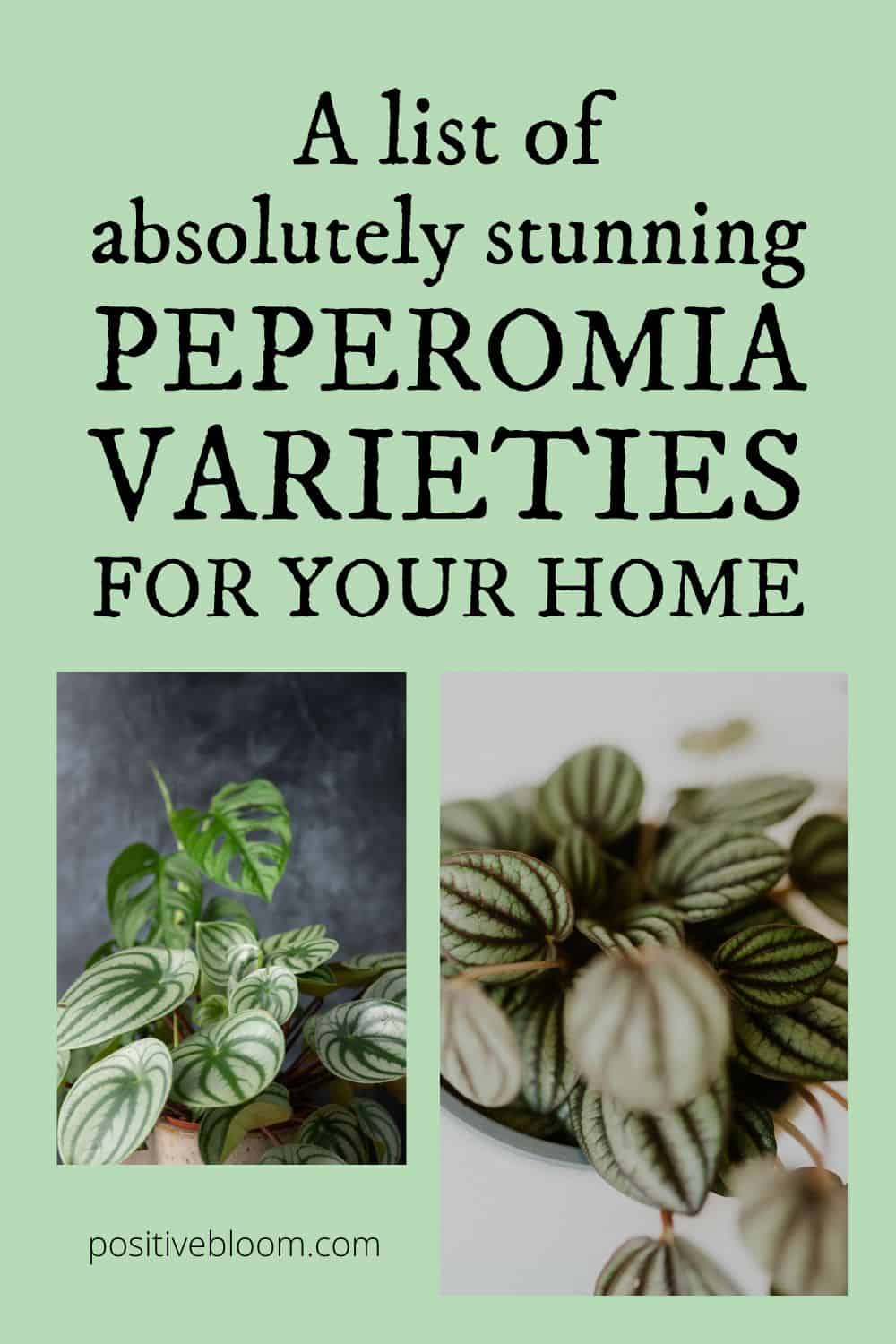 A List Of Absolutely Stunning Peperomia Varieties For Your Home Pinterest