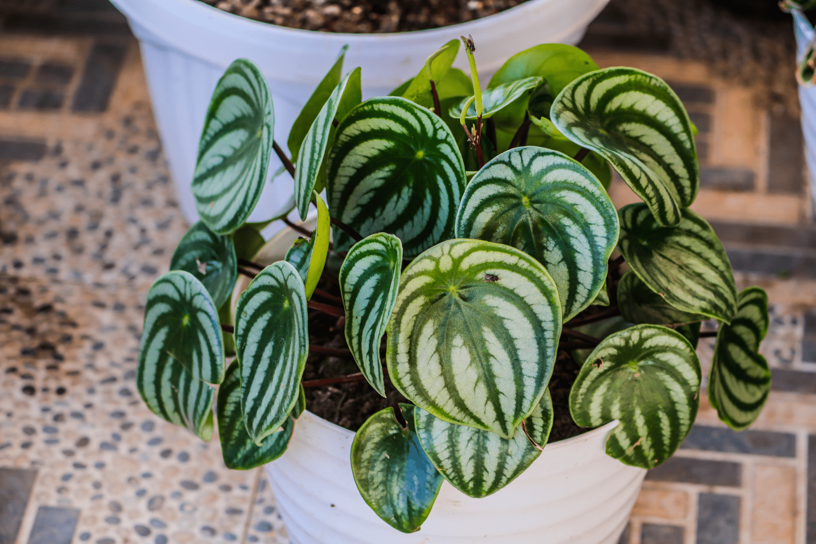 A List Of Absolutely Stunning Peperomia Varieties For Your Home