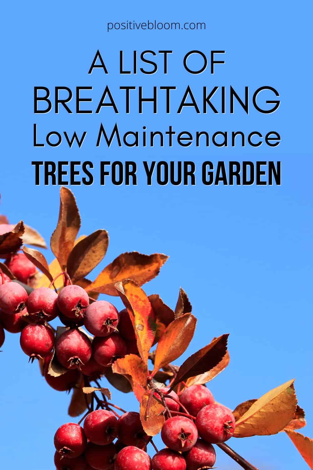 A List Of Breathtaking Low Maintenance Trees For Your Garden Pinterest
