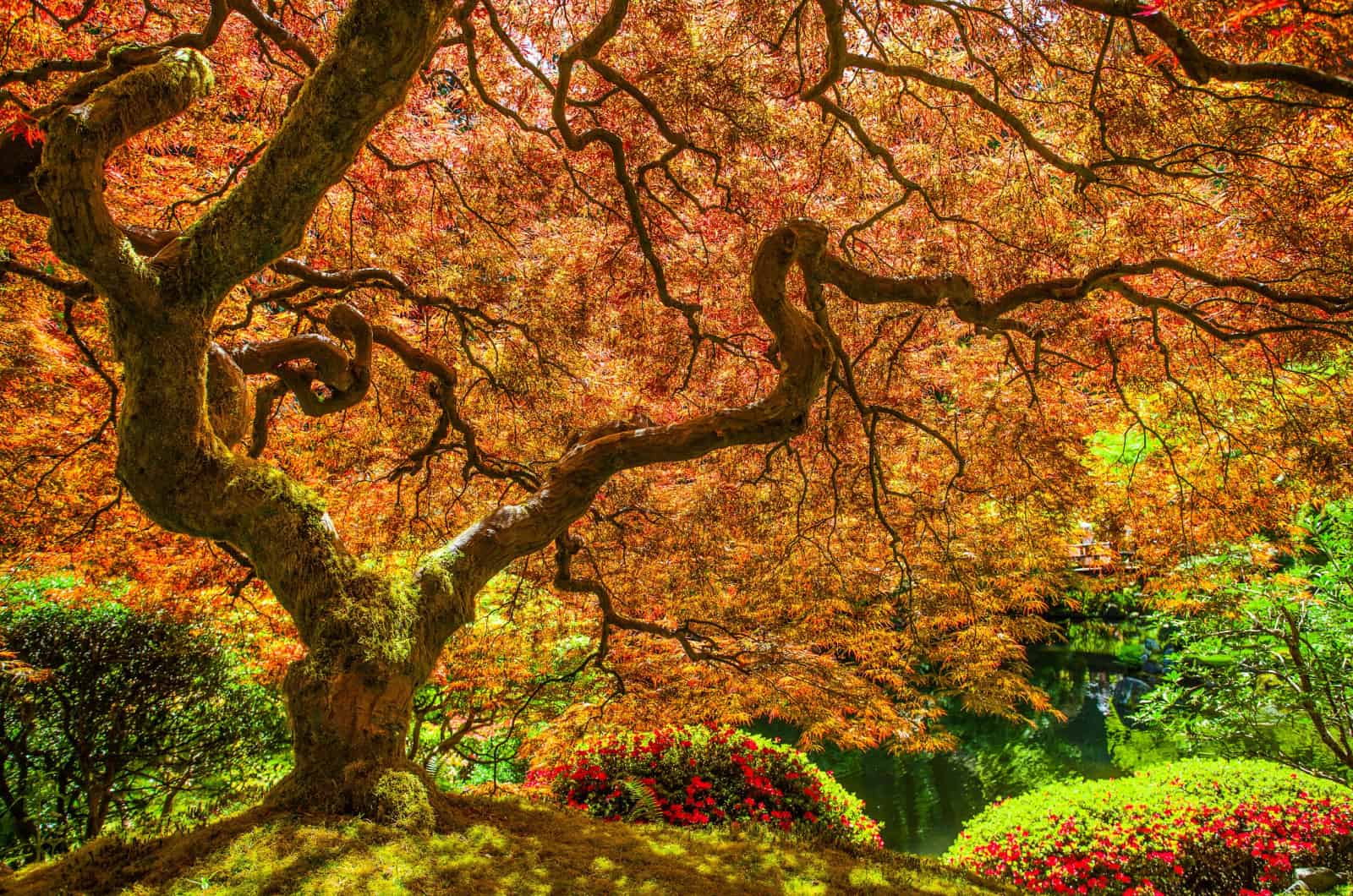 A List Of Breathtaking Low Maintenance Trees For Your Garden