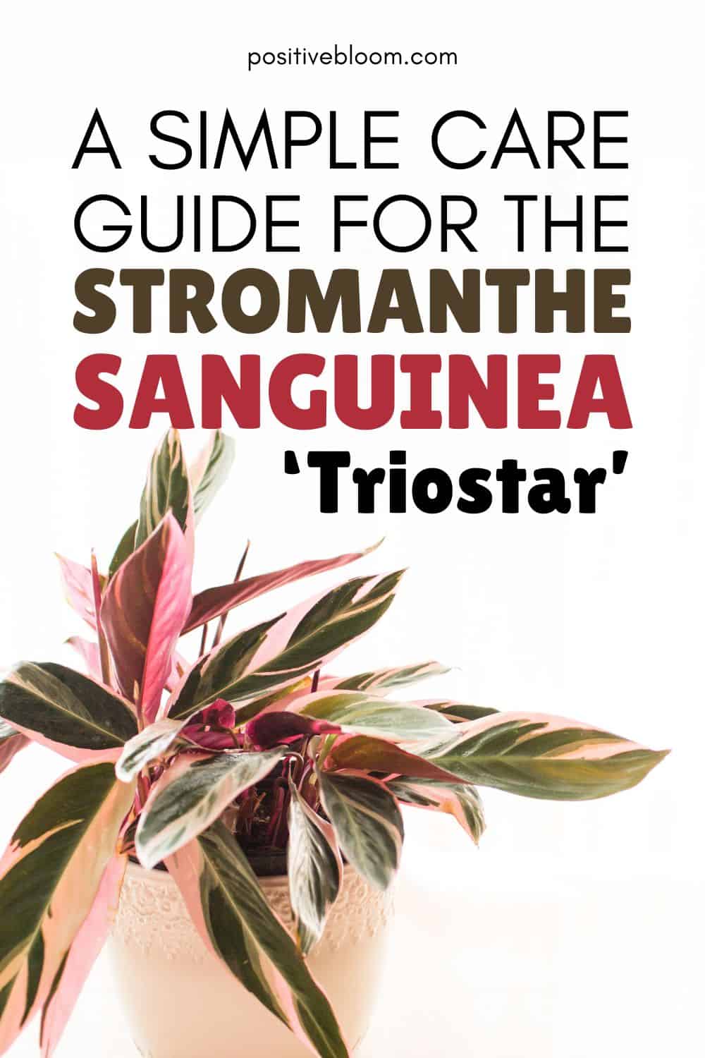 A Simple Care Guide For The Stromanthe Sanguinea ‘Triostar’ Pinterest