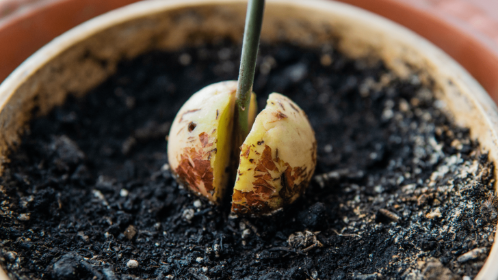 All You Need To Know About The Avocado Seed Growing Stages