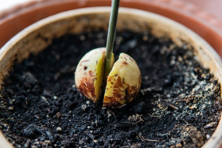 cut avocado in a pot