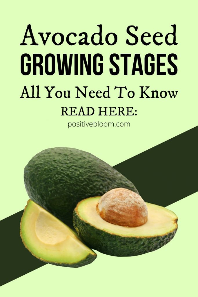 All You Need To Know About The Avocado Seed Growing Stages