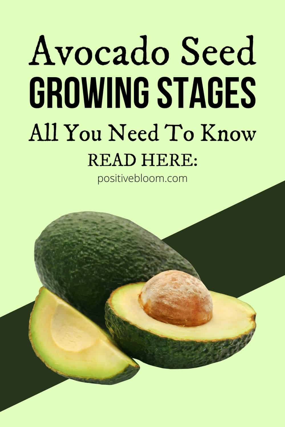 All You Need To Know About The Avocado Seed Growing Stages Pinterest