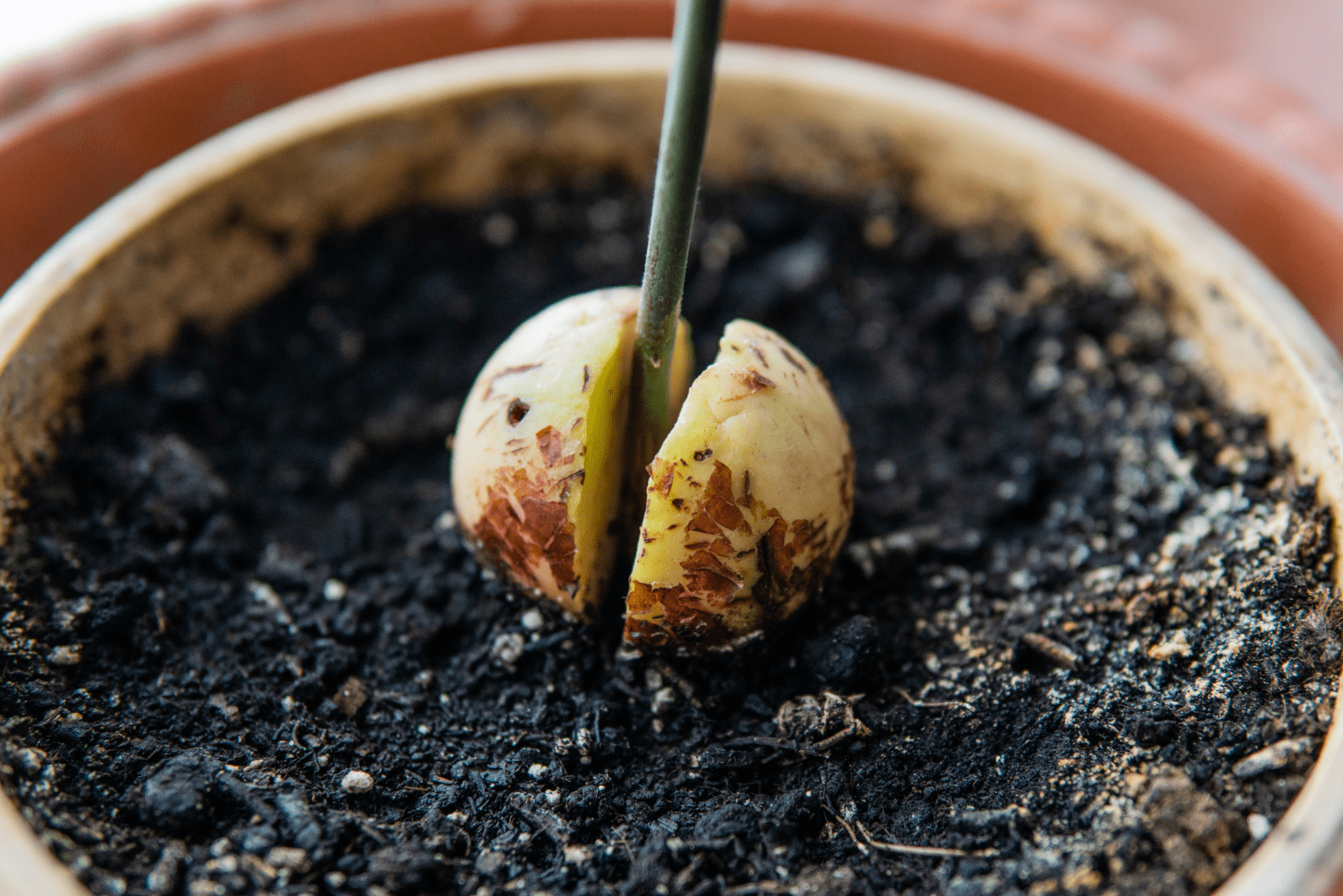 All You Need To Know About The Avocado Seed Growing Stages