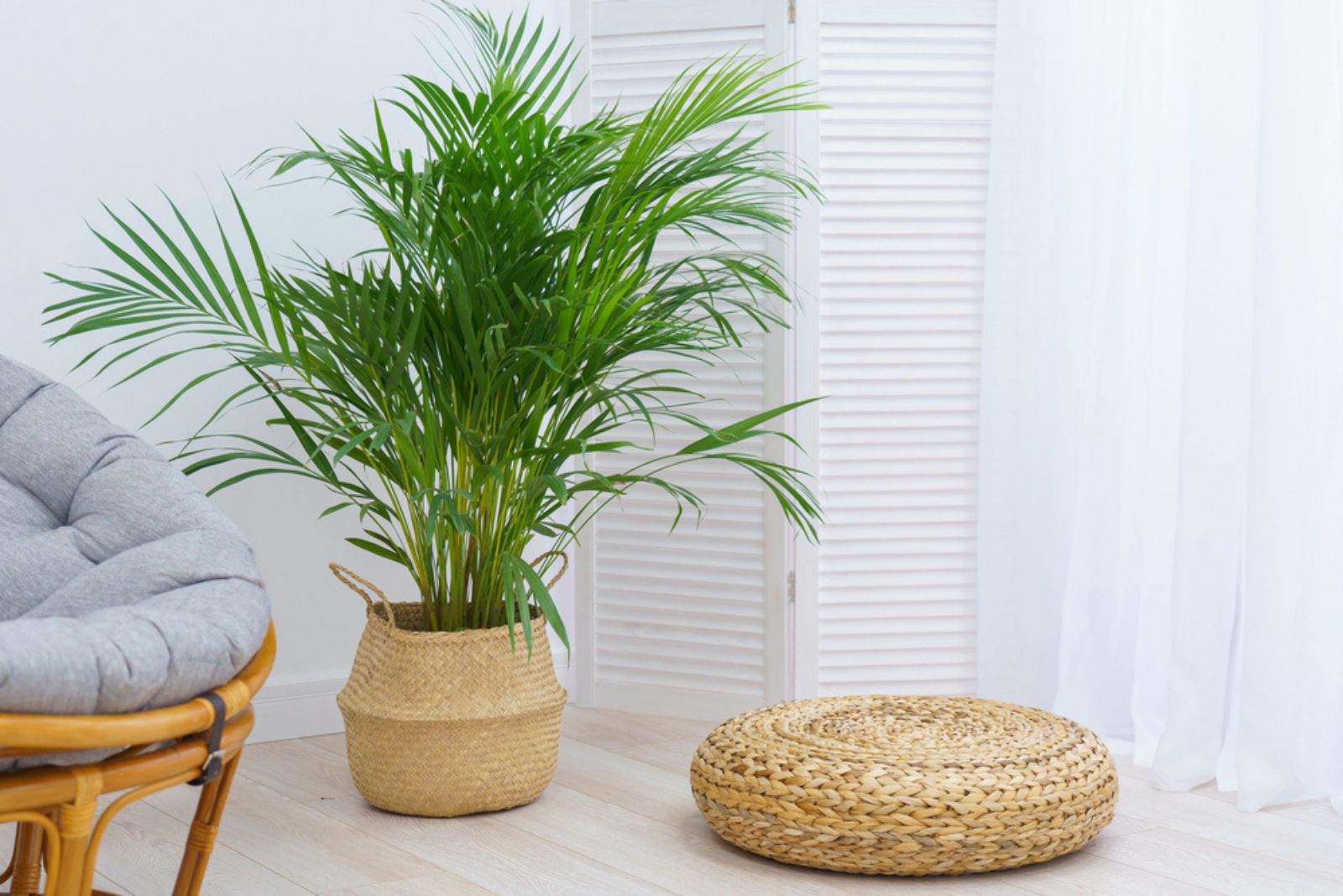 Areca Palm