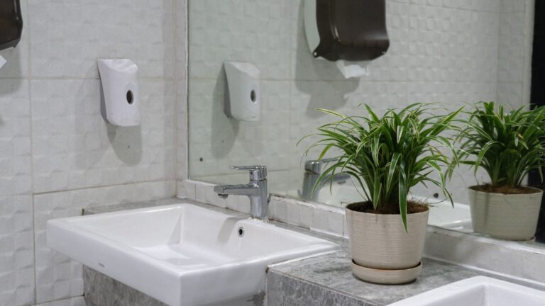 Spider plant in Bathroom