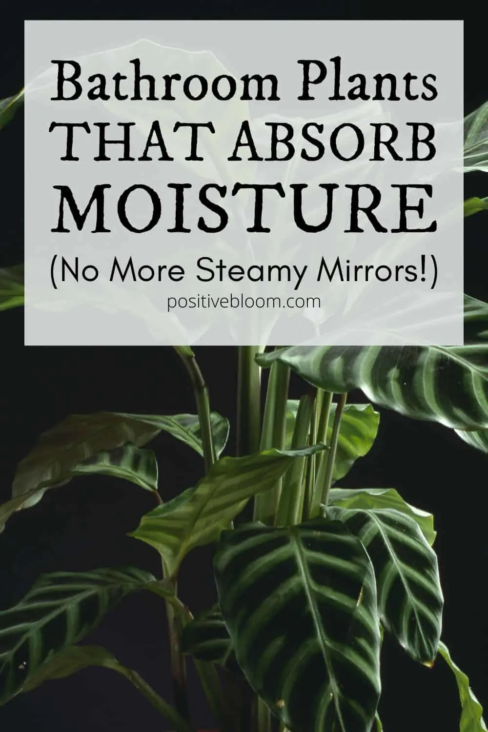 Bathroom Plants That Absorb Moisture (No More Steamy Mirrors!) Pinterest