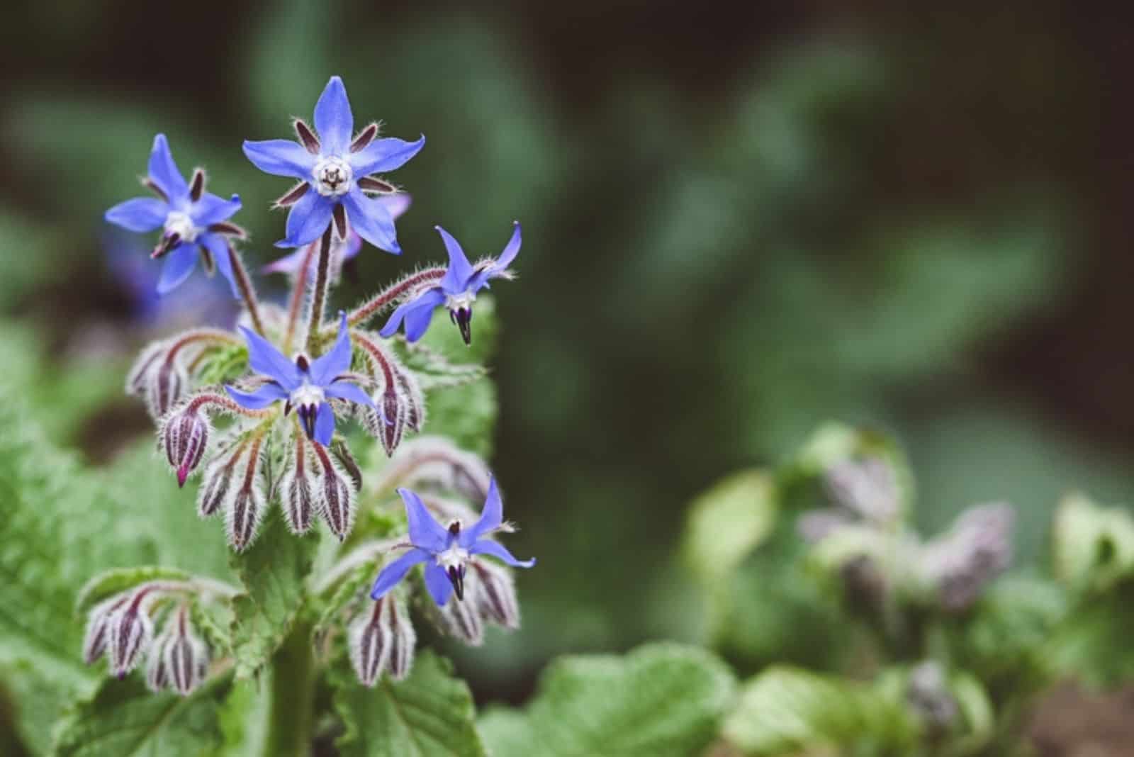 Beautiful close-up of a borage flower