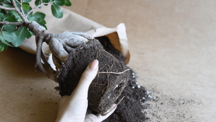 Beginner Friendly Step-by-step Guide To Repotting Bonsai