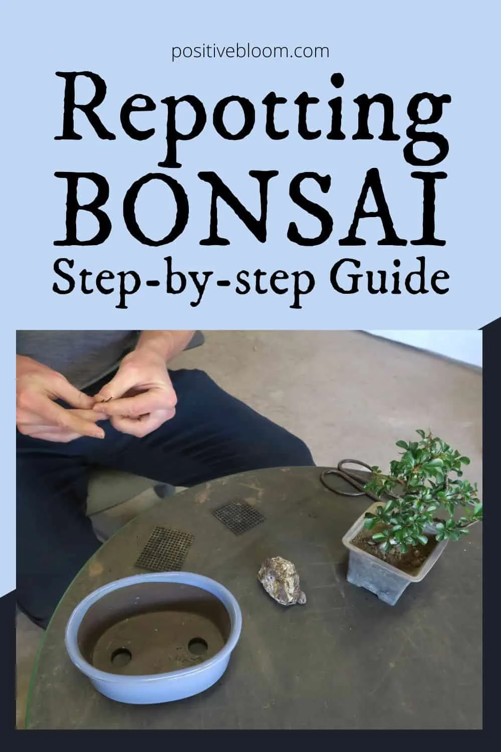 Beginner Friendly Step-by-step Guide To Repotting Bonsai Pinterest