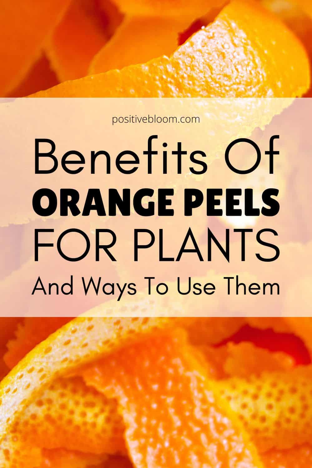 Benefits Of Orange Peels For Plants And Ways To Use Them Pinterest