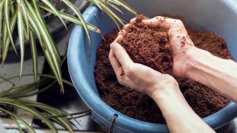 Benefits Of Using Coco Coir For Plants Indoors & Outdoors